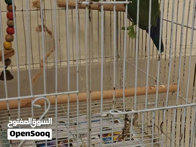 3 lovebird pair and Fischer lovebird for sale