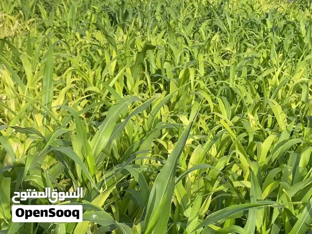 ذره مصريه  الوصف مهم