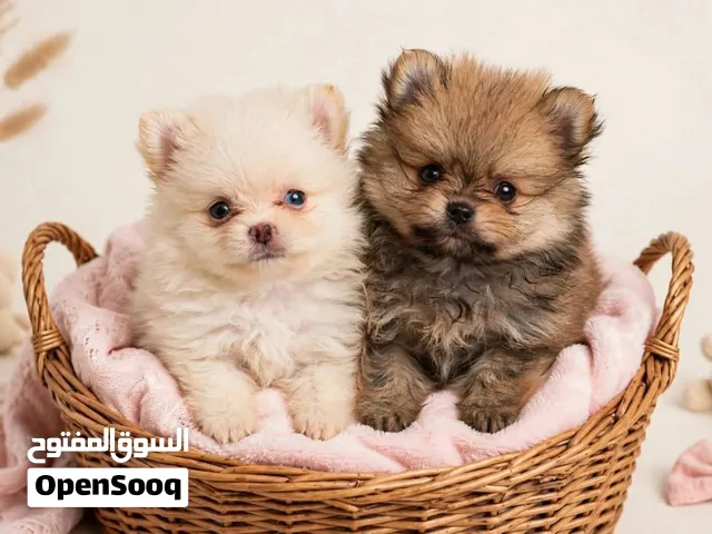 Pomeranian male and female 3 months old with vaccination and passports