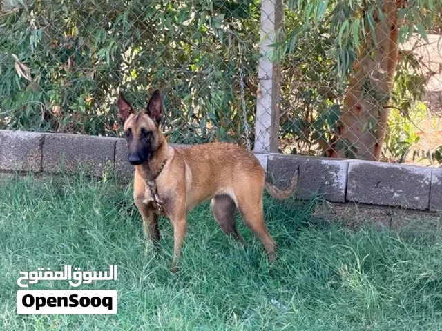 مالينو انثى عمر 14 شهر