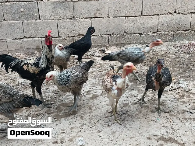 السلام عليكم دجاج للبيع اقرا الوصف