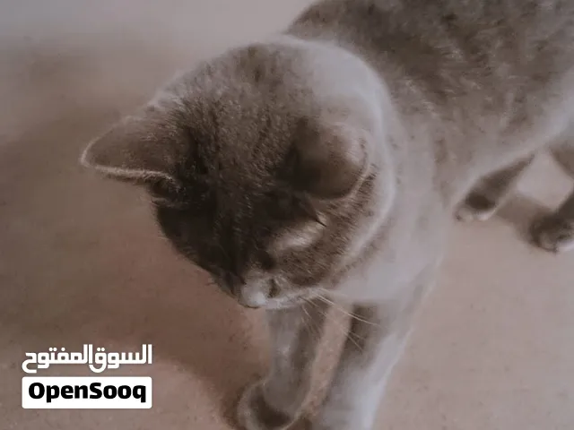 British shorthair