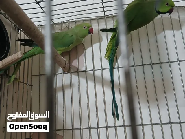 ابو احمد المصري