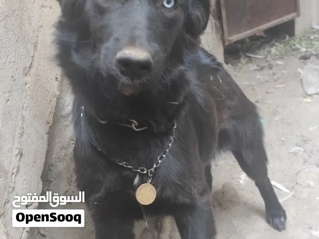 للتبني ب5 الف فقط