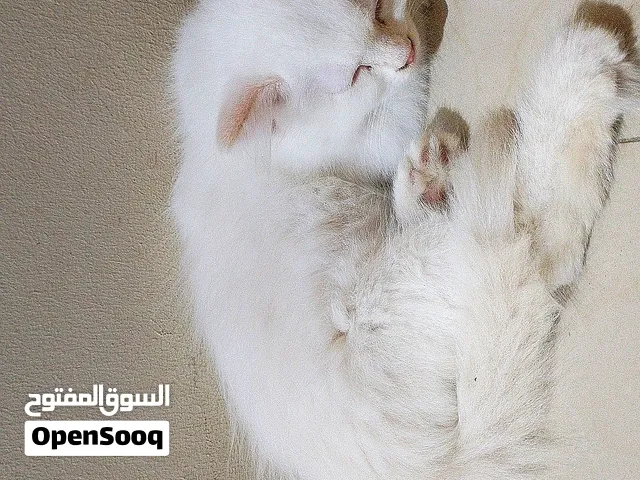 Special breed (brown Himalayans) male kittens.