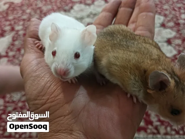 للبيع عدد 2 هامستر