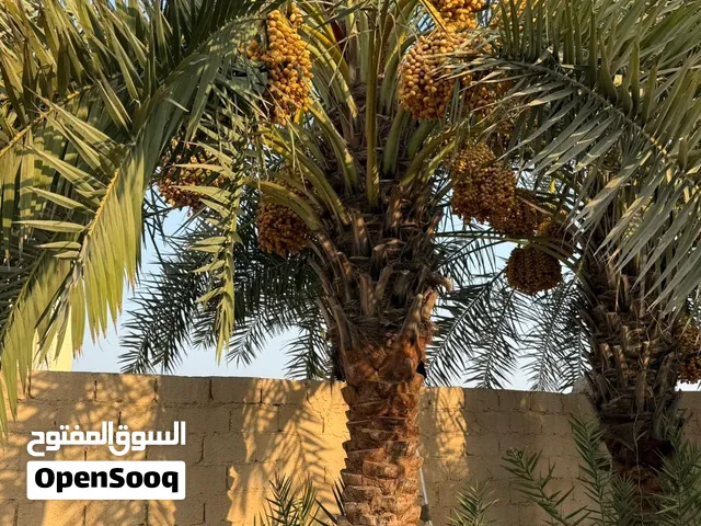 نخيل هلالي حجم طيب