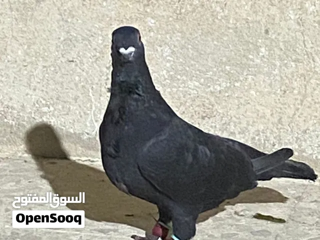 جوز حمام بولندي على عمريه زرقا