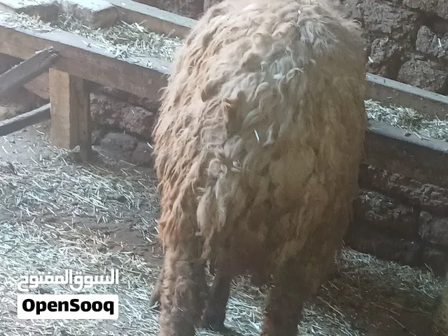بيع وشراء الاغنام
