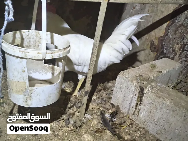 للبيع ديك أبيض وفرخة