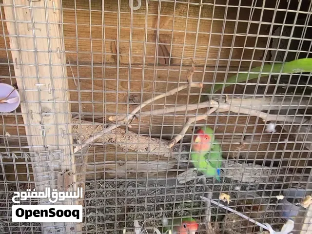 زوج روز معا  و انثا  صفرا من انتاجهن والقفص للبيع بسعر مغري جداً.