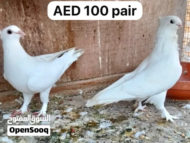 Many varieties Pigeon Available for  sale Sharjah Al Zubair