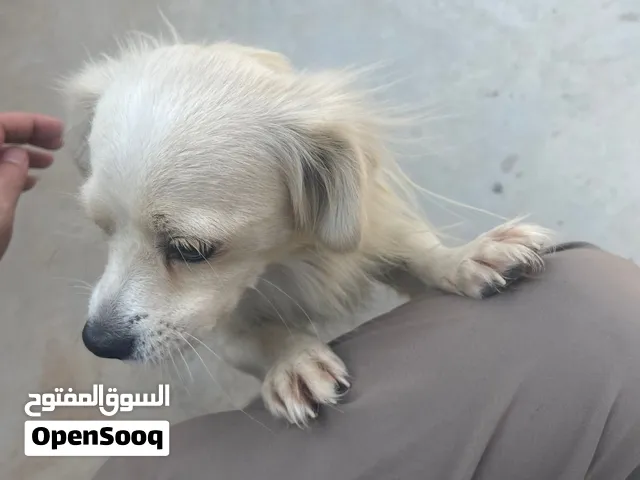 كلب جيواوا مدرب اليف لعوب