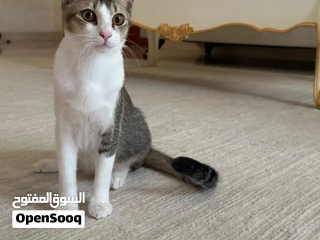 قط للتبني مجاناً (خمس اشهر) - العين