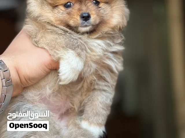 Pomeranian tcup