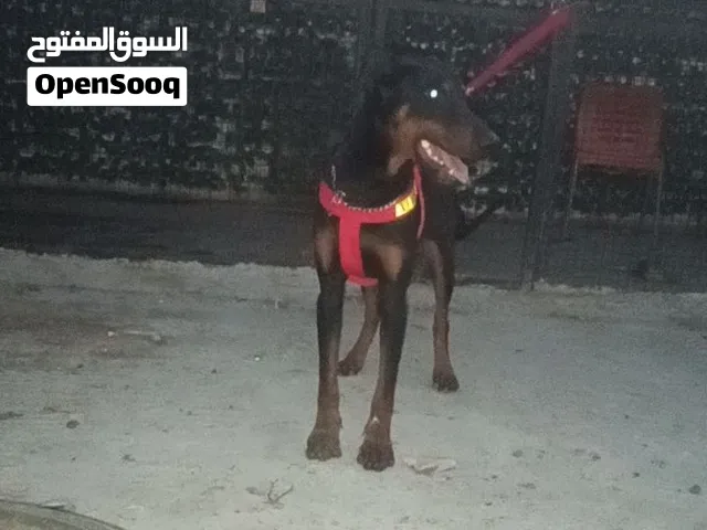كلبين دوبر مان للبيع ذكر وانثى العمر 8 شهور
