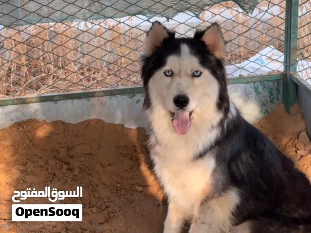 هاسكي ذكر