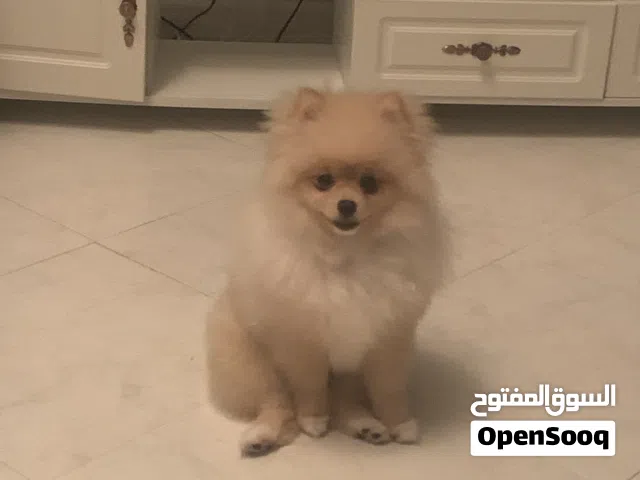 كلب بوميرينيان للتزاوج فقط Pomeranian for mating only