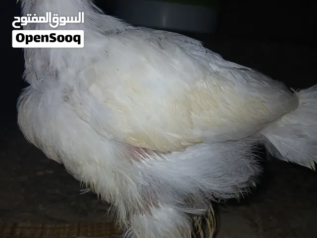 صوص براهمي بلصلات على النبي لون ابيض