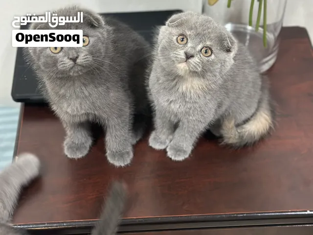 Scottish fold