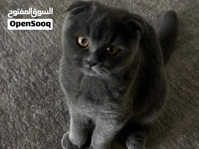 Beautiful Female Scottish Fold Cat for Sale – Shadow