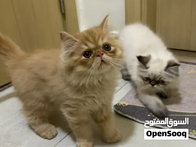 قطط كيتين همالايا بعمر 65 يوم بيكي فيس مدربين على الاكل والليتر بوكس   Himalayan Kittens age 65days