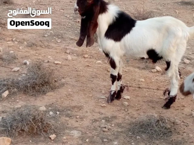 جدي ماشاء الله تبارك الله درجة الاولة