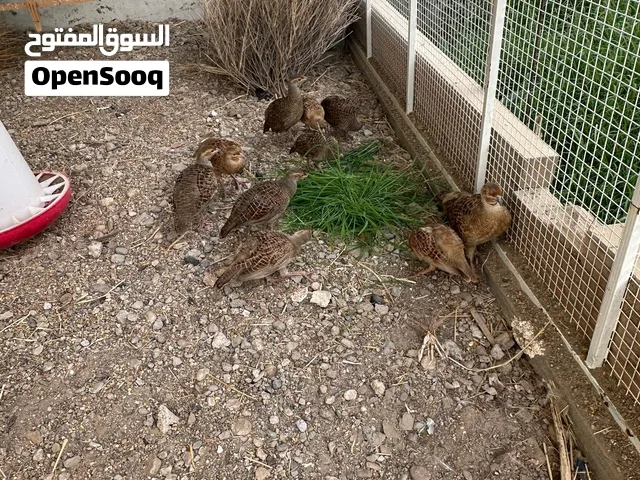 صفارد للبيع