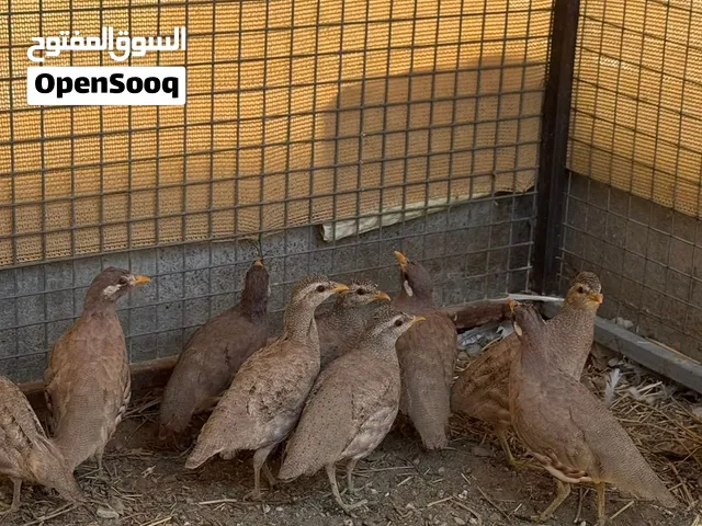 للبيع صبا ازواج