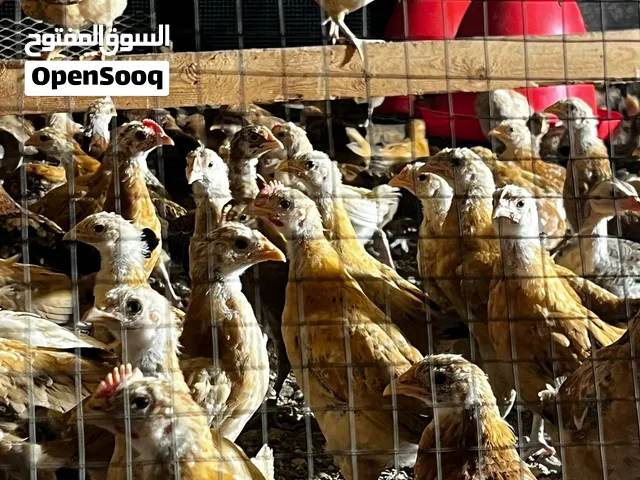 دجاج بلدي عمر 3شهور