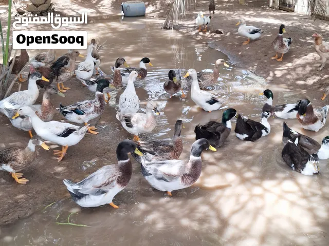 بط مسكوفي مصري وبط عماني
