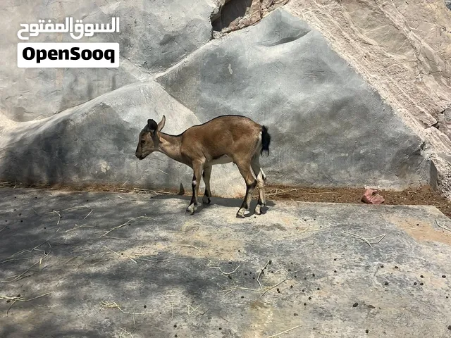 تهجين وعل ذكور