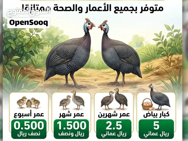 دجاج حبشي كانجا للبيع بمختلف الأعمار