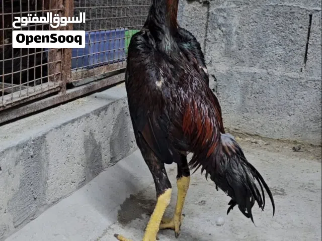 فرخ تركي ب بورمي طير رفيع على مستوى ابو استيراد(وقابل)