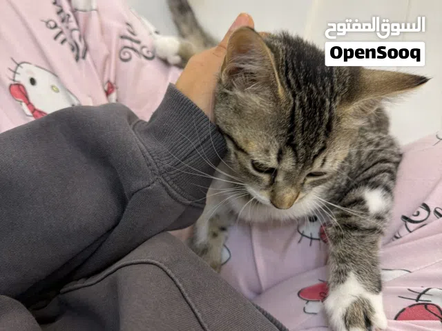 This is titi she’s 4 month now and looking for a loving home
