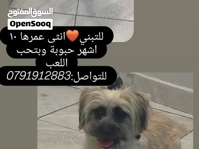 كلب صغيره للبيع