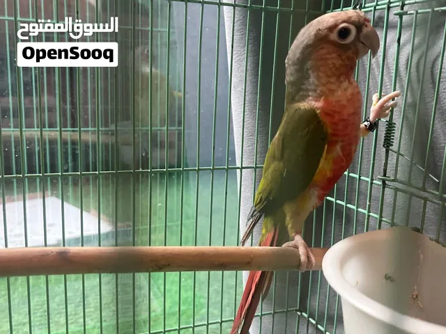 باينبل كنيور رد فاكتور ذكر على الاغلب متوفر داخل عجمان الوصف مهم جداً جداً