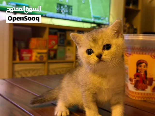 سكوتش ستريت