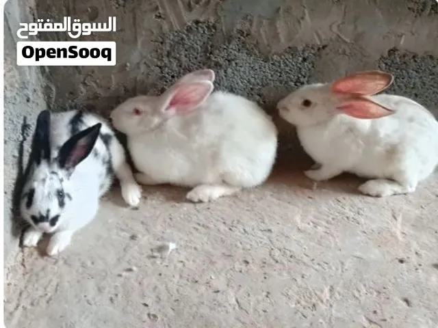 مطلوب كوبيا ارانب عربيات للباع