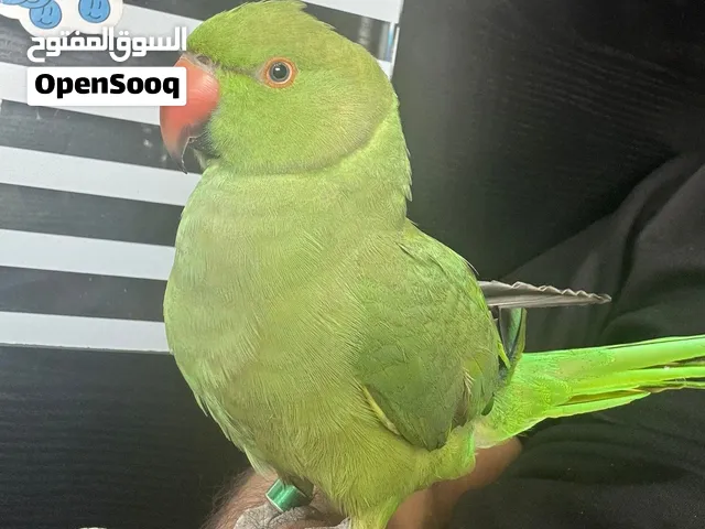 متكلم درة بغبغا