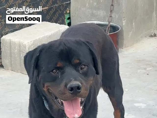 ما شاء الله
