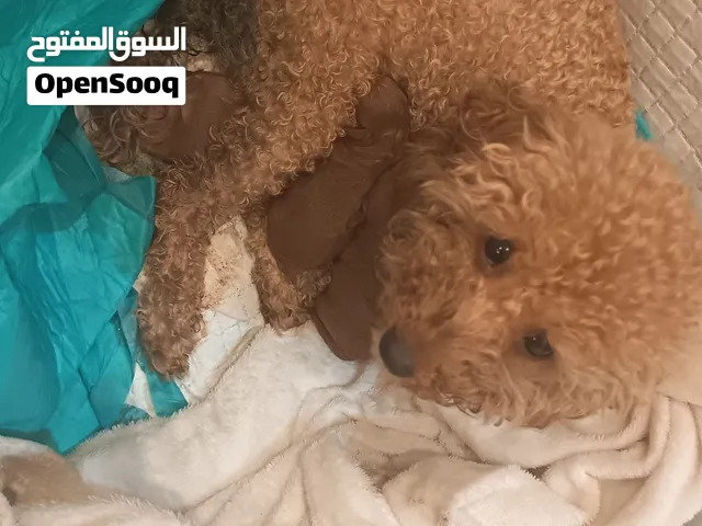 جروا بوديل للبيع