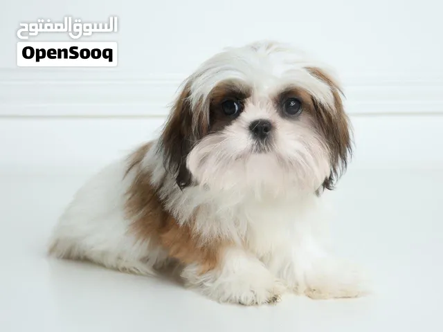 كلب شيتزو للبيع ذكر وانثى