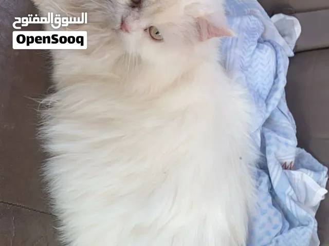 قطط للبيع ذكر وأنثى اقرى الوصف