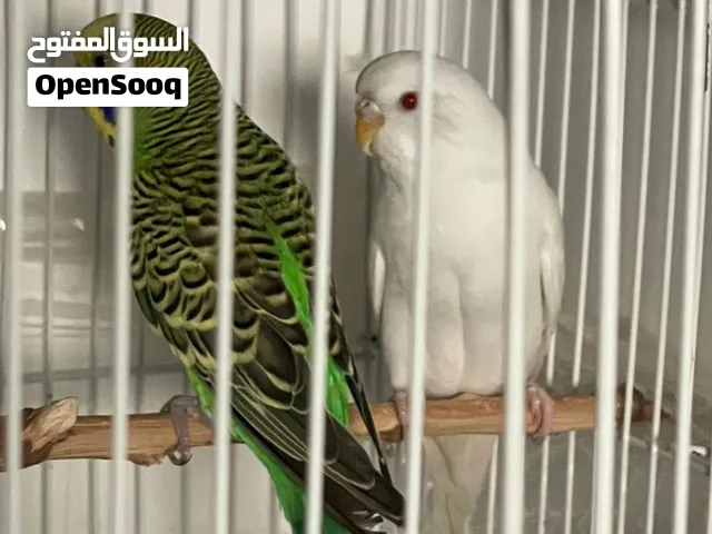 زوج بادجي جاهز لإنتاج الوصف مهم جدا !!!!