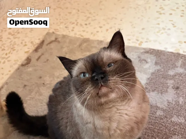 قط سيامي للتبني العمر 4 سنوات