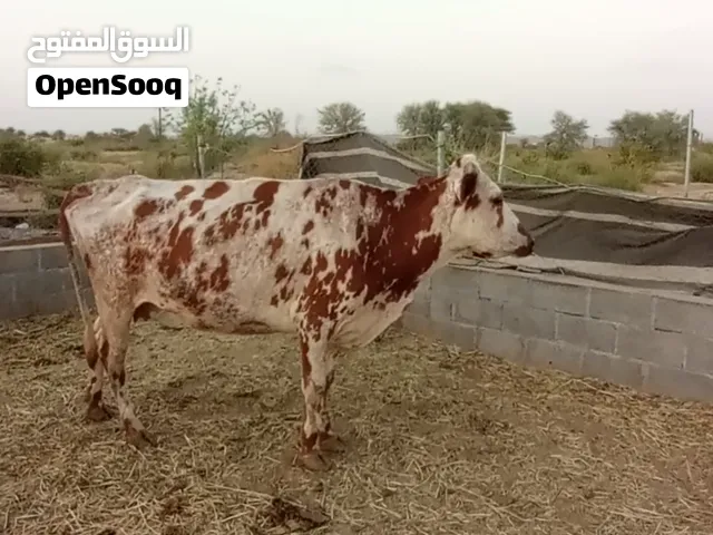 بقره تهجين جيرسي