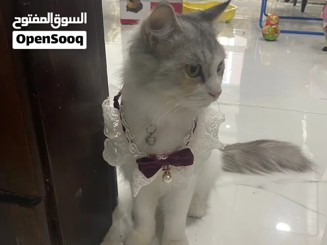 قطة شيرازي للتبني