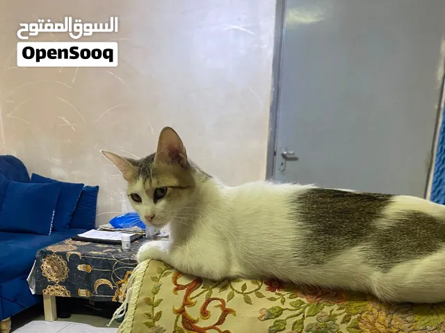 قطة للتبني مع اكلها ورملها واغراضها بسبب السفر