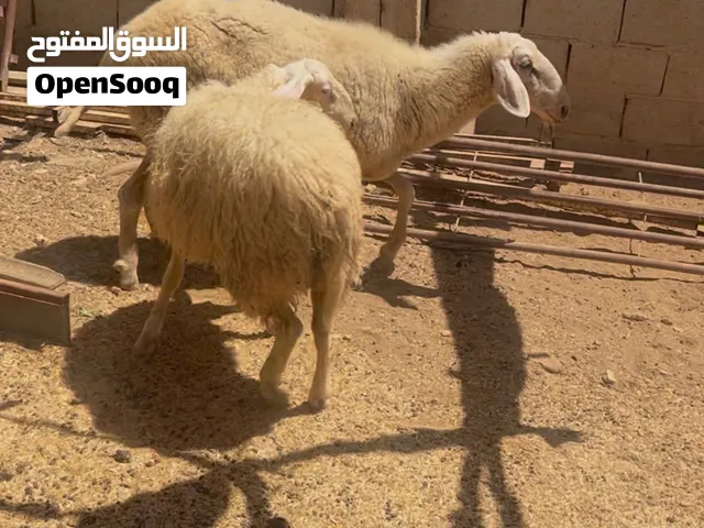 ثنيه عساف عشار شهرين ونص مطلوب 435وخروف عساف عمر عشر شهور وزن 40 مطلوب 250